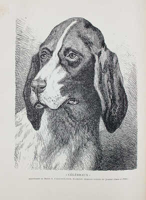 [Байланд Анри де. Породы собак. Их происхождение, оценки, описания, типы, качества, особенности и недостатки. В 2 ч.], 1897